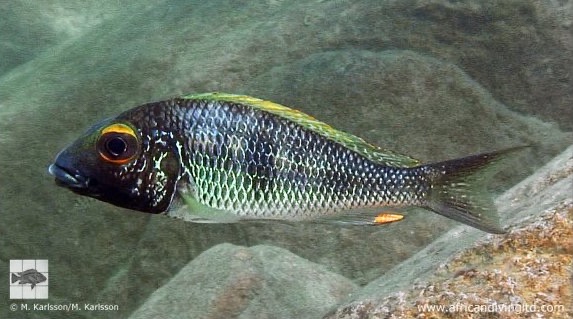 Callochromis macrops 'Mtosi Bay'